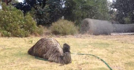 Quirky Emu Sees Fun-Looking Toy On Lawn. Seconds Later, She’s Frolicking Like ...