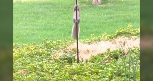 Struggling Squirrel Slides Down Greased Bird Feeder Pole