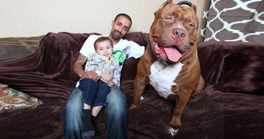 Family Pit Bull Is 175 Pounds And Fits Right In