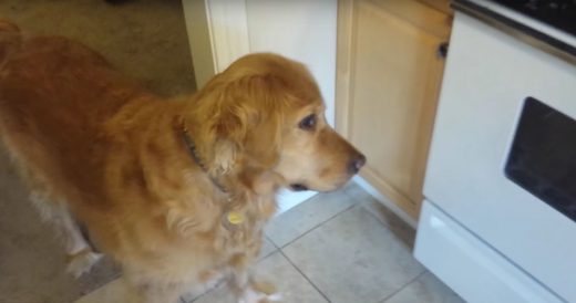 Owner Comically Tricks Picky Dog Into Eating Her Food