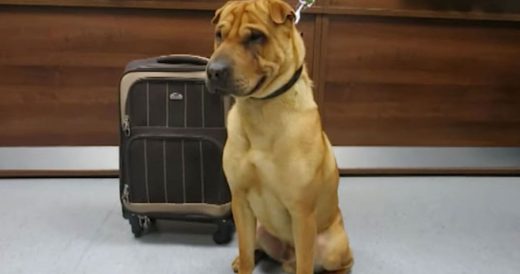 Abandoned Dog Is Left At Train Station Tied To Railing With A Suitcase And Very ...