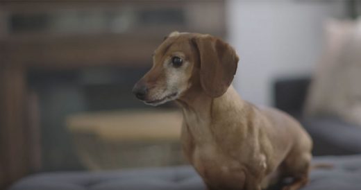 Dachshund Reunites With Toy From Puppyhood, Makes Happy Sounds No One’s Heard ...