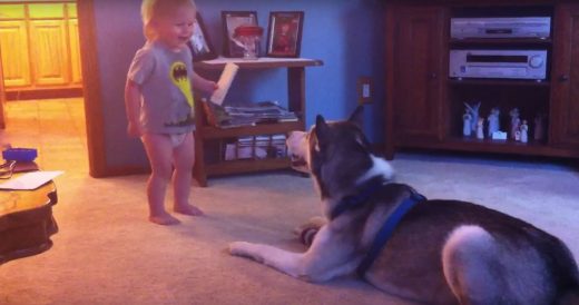 Excited Toddler Has Conversation With Husky