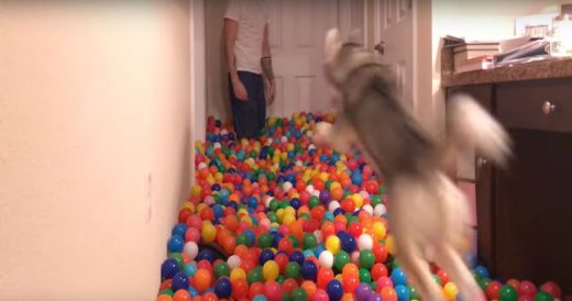 Dog Plays Around In Homemade Ball Pit