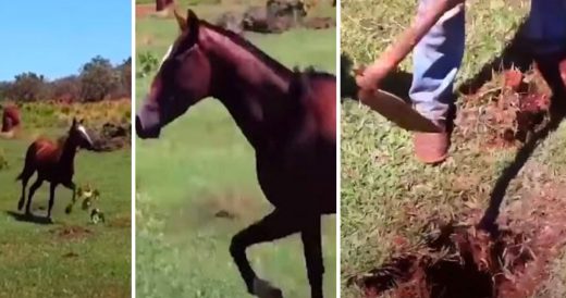 Farmers Rescue Newborn Horse Stuck In Ant Hole