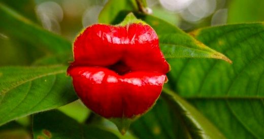 14 Flowers That Don’t Resemble Flowers At All