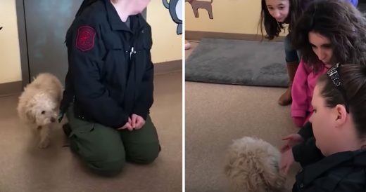 Scared Pup Jumps For Joy When She Recognizes Owner