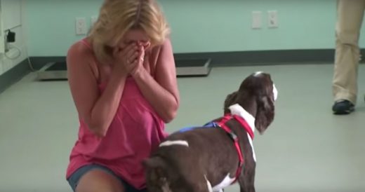 Quadriplegic Dog Recovers After Physio