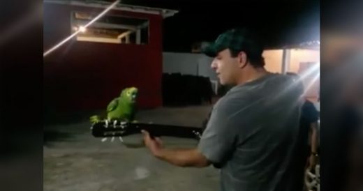 Man And His Green Parrot Sing Duet