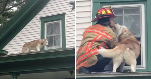 Husky Thanks Captain Who Rescued Him From Roof