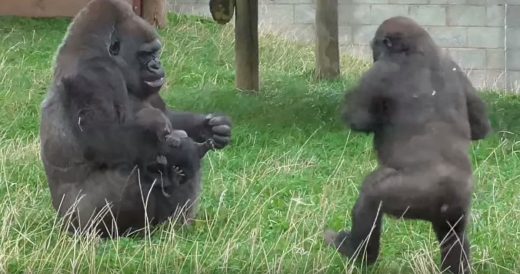 Gorilla Is Excited To See New Addition To The Family