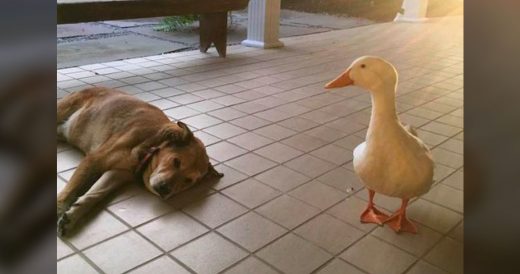 Depressed Dog Forms A Close Bond With A Duck