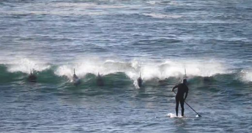 Dolphin Pulls Prank On Paddle Boarder