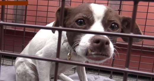 Rescuers Help Dog Who Was Dumped At Airport