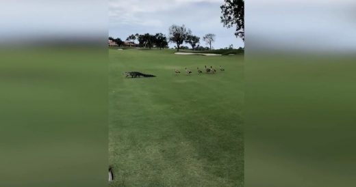 Golfers See Geese Chasing Away A Giant Alligator