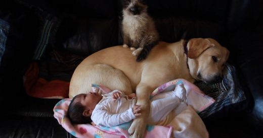 Mom Walks In On Cat, Dog And Baby Cuddle Session