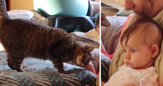 Baffled Baby Pets Cats For The First Time