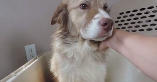 Woman Records Moment Rescue Dog Learns To Love Humans Again