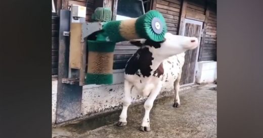 Cow Gets Massaged By Mechanical Brush