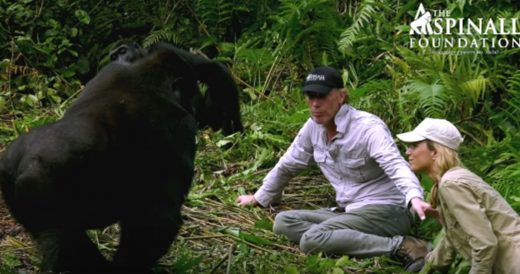 Man Introduces His Wife To Playful Gorillas