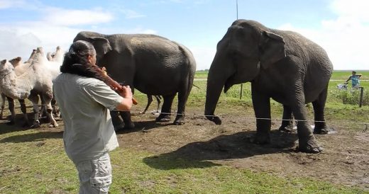 Man Plays Flute And Elephant Dances Along To The Music