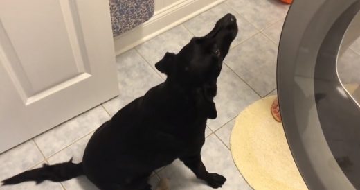 Dog Waits By Dryer To Retrieve Her Stuffed Animals