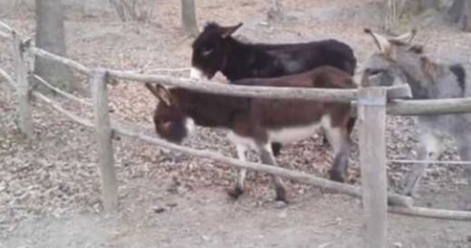 Clever Donkey Lends A Hand To His Friend In An Attempt To Escape