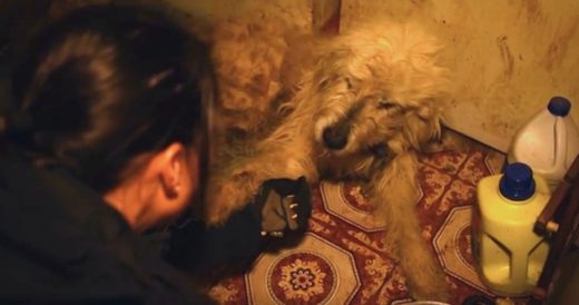 Neglected Dog Holds Out Paw To Rescuer