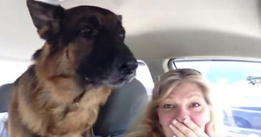 German Shepherd Sits Quietly Until He Notices That He’s At The Vet