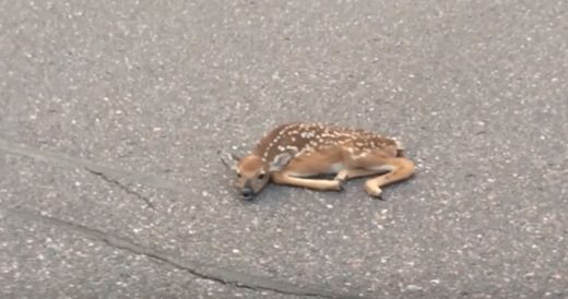 Men Rescue Fawn Lying In The Middle Of The Road