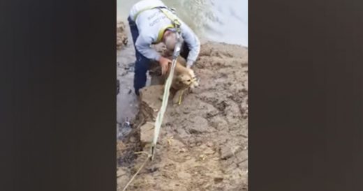 Injured Dog Is Rescued After Being Stuck In Mud For Days