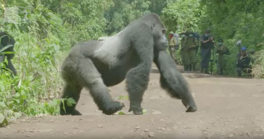 Watchful Silverback Gorilla Helps His Family Cross The Road