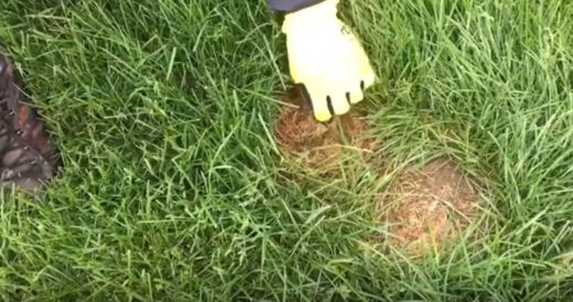 Man Pulls Apart Brown Patch Of Grass To Uncover Baby Bunnies