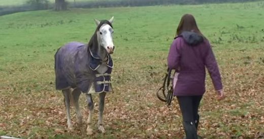 Woman Reunites With Horse After 3 Weeks Apart