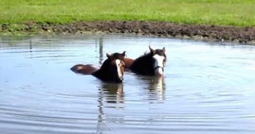 Horses Sneak Into Pond To Blow Bubbles On A Hot Day