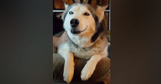 Owner Catches Husky’s Relaxing Routine On Camera