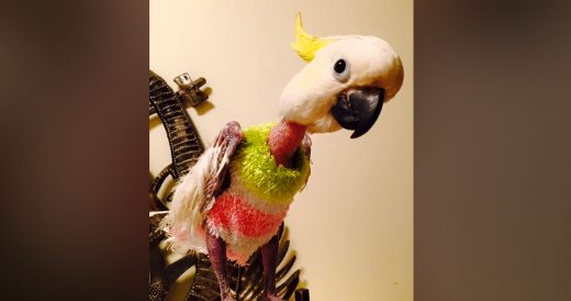 Anxious Bird Tells Her Rescuers That She Loves Them