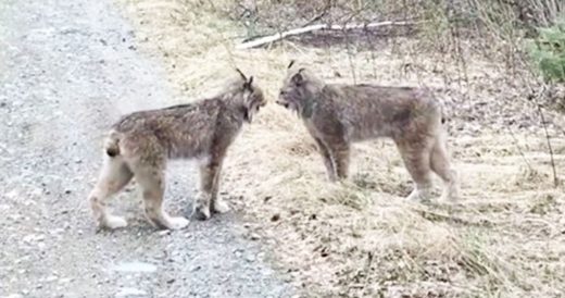 Two Beautiful Lynxes Scream At Each Other On The Side Of The Road