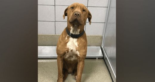 Anxious Dog Taken To Shelter Gets Adopted