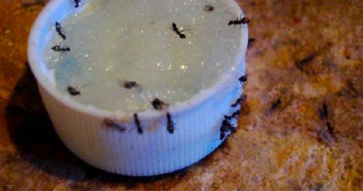 Natural DIY Repellent Can Get Rid Of Ants In Minutes