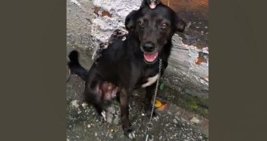 Dog Carries Orphaned Baby Opossums