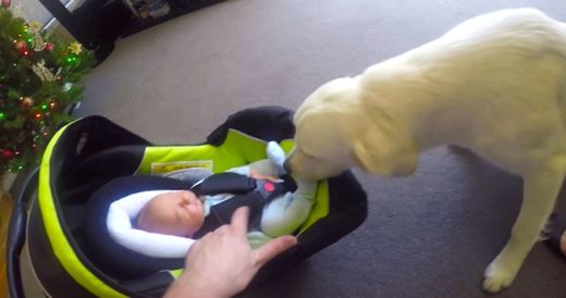 Parents Introduce Newborn To Golden Retriever