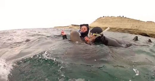 Snorkelers Encounter A Friendly Sea Lion