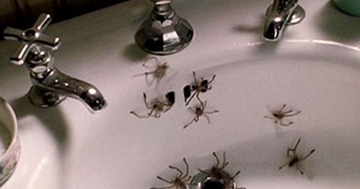 Handy DIY Solution Can Get Rid Of Spiders