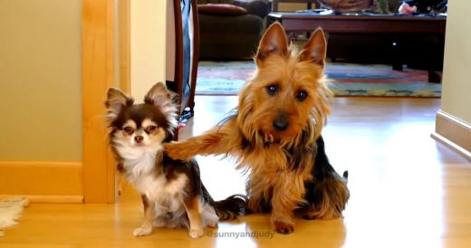 Terrier Tattles On Her Buddy For Pooping In The Kitchen