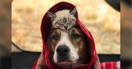 Dog And Kitty Become Inseparable Best Buddies