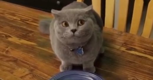 CGI Kitty Gets Caught Not Eating His Spinach