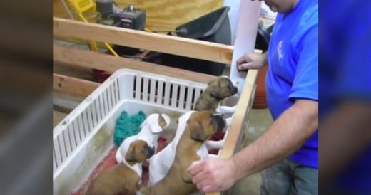 Dad’s Singing To Excited Puppies Puts Them To Sleep