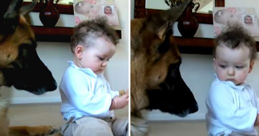 Baby Girl Steals Dog’s Treat And Dad Attempts To Negotiate A Deal