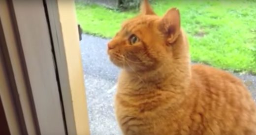 Cat Rings The Doorbell Every Time He Comes Home